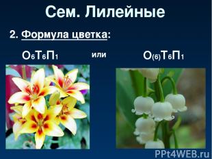 Сем. Лилейные 2. Формула цветка: О6Т6П1 или О(6)Т6П1