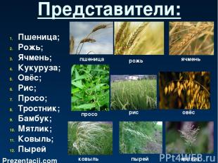 Представители: Пшеница; Рожь; Ячмень; Кукуруза; Овёс; Рис; Просо; Тростник; Бамб