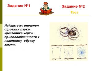 Задание №1 Тест Задание №2 Найдите во внешнем строении паука-крестовика черты пр
