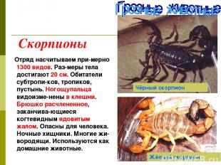 Скорпионы Отряд насчитываем при-мерно 1300 видов. Раз-меры тела достигают 20 см.