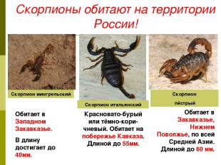 Скорпионы обитают на территории России! Скорпион пёстрый Скорпион мингрельский С
