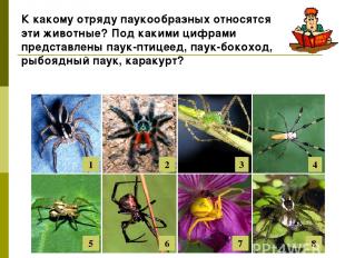 3 1 2 4 8 7 6 5 К какому отряду паукообразных относятся эти животные? Под какими