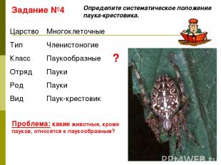 Задание №4 Определите систематическое положение паука-крестовика. Проблема: каки