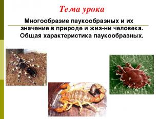 Тема урока Многообразие паукообразных и их значение в природе и жиз-ни человека.