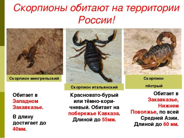 Скорпионы обитают на территории России! Скорпион пёстрый Скорпион мингрельский Скорпион итальянский Обитает в Западном Закавказье. В длину достигает до 40мм. Красновато-бурый или тёмно-кори-чневый. Обитает на побережье Кавказа. Длиной до 55мм. Обита…