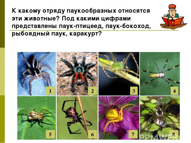 3 1 2 4 8 7 6 5 К какому отряду паукообразных относятся эти животные? Под какими цифрами представлены паук-птицеед, паук-бокоход, рыбоядный паук, каракурт?
