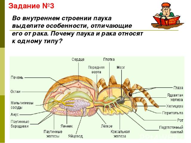 Задание №3 Во внутреннем строении паука выделите особенности, отличающие его от рака. Почему паука и рака относят к одному типу?