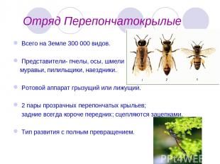 Отряд Перепончатокрылые Всего на Земле 300 000 видов. Представители- пчелы, осы,