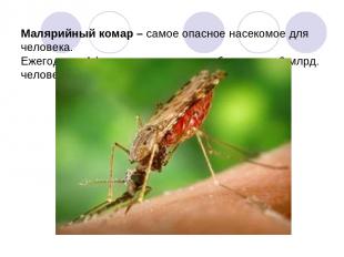 Малярийный комар – самое опасное насекомое для человека. Ежегодно в Африке от ма