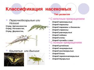 Классификация насекомых Первичнобескрылые или Низшие Отряд Щетинохвостки Отряд Н