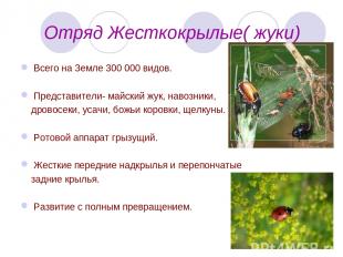 Отряд Жесткокрылые( жуки) Всего на Земле 300 000 видов. Представители- майский ж