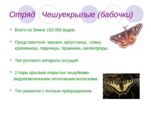 Отряд Чешуекрылые (бабочки) Всего на Земле 150 000 видов. Представители- махаон,