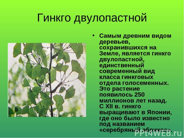 Гинкго двулопастной Самым древним видом деревьев, сохранившихся на Земле, является гинкго двулопастной, единственный современный вид класса гинкговых отдела голосеменных. Это растение появилось 250 миллионов лет назад. С ХII в. гинкго выращивают в Я…