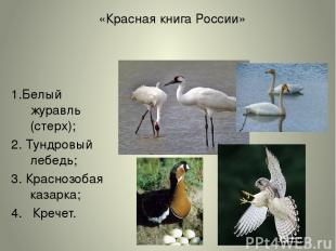 «Красная книга России» 1.Белый журавль (стерх); 2. Тундровый лебедь; 3. Краснозо