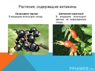 Растения, содержащие витамины Смородина черная В медицине используют ягоды Шипов