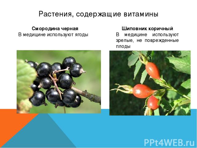 Растения, содержащие витамины Смородина черная В медицине используют ягоды Шиповник коричный В медицине используют зрелые, не поврежденные плоды