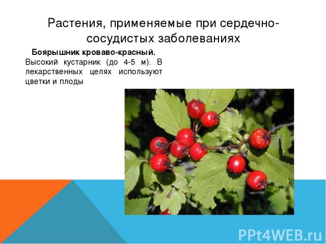 Растения, применяемые при сердечно-сосудистых заболеваниях Боярышник кроваво-красный. Высокий кустарник (до 4-5 м). В лекарственных целях используют цветки и плоды