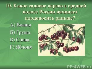 10. Какое садовое дерево в средней полосе России начинает плодоносить раньше? А)