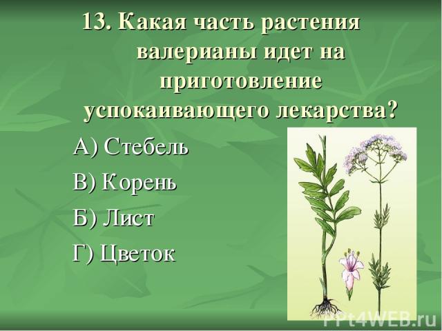 13. Какая часть растения валерианы идет на приготовление успокаивающего лекарства? А) Стебель В) Корень Б) Лист Г) Цветок