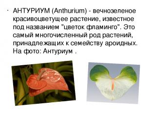 АНТУРИУМ (Anthurium) - вечнозеленое красивоцветущее растение, известное под назв