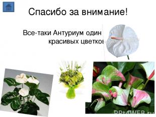 Спасибо за внимание! Все-таки Антуриум один из самых красивых цветков.
