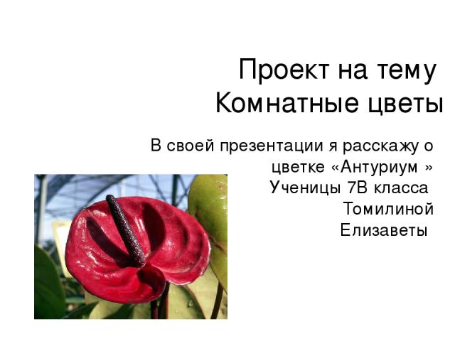 Проект на тему Комнатные цветы В своей презентации я расскажу о цветке «Антуриум » Ученицы 7В класса Томилиной Елизаветы