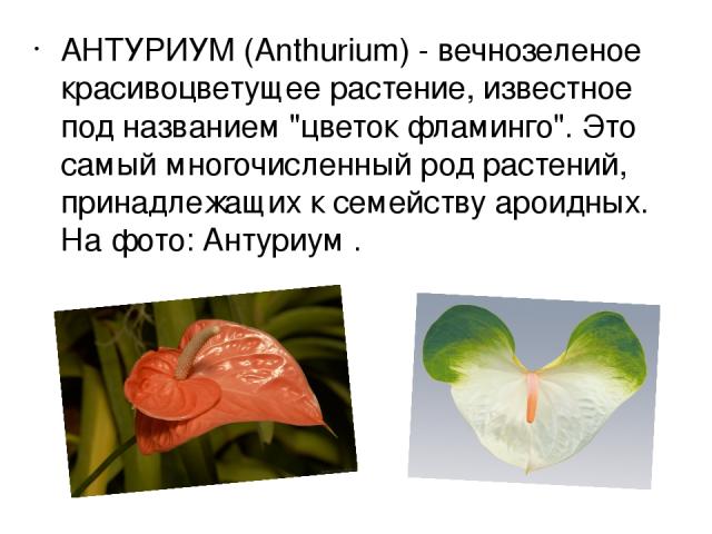 АНТУРИУМ (Anthurium) - вечнозеленое красивоцветущее растение, известное под названием 