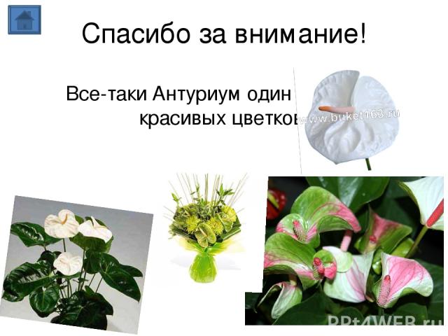 Спасибо за внимание! Все-таки Антуриум один из самых красивых цветков.