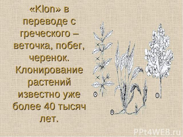 «Klon» в переводе с греческого – веточка, побег, черенок. Клонирование растений известно уже более 40 тысяч лет.