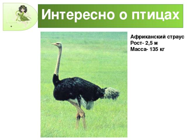 Интересно о птицах Африканский страус Рост- 2,5 м Масса- 135 кг
