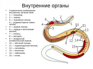 Внутренние органы Схематичное изображение внутренних органов змеи: 1 — пищевод,