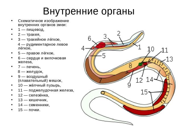 Внутренние органы Схематичное изображение внутренних органов змеи: 1 — пищевод, 2 — трахея, 3 — трахейное лёгкое, 4 — рудиментарное левое лёгкое, 5 — правое лёгкое, 6 — сердце и вилочковая железа, 7 — печень, 8 — желудок, 9 — воздушный (плавательный…