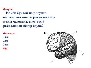 Вопрос: Какой буквой на рисунке обозначена зона коры головного мозга человека, в