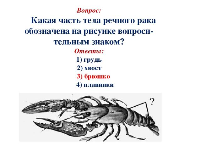 Вопрос: Какая часть тела речного рака обозначена на рисунке вопроси- тельным знаком? Ответы: 1) грудь 2) хвост 3) брюшко 4) плавники