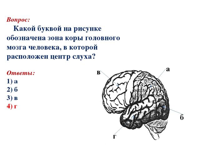 Вопрос: Какой буквой на рисунке обозначена зона коры головного мозга человека, в которой расположен центр слуха? Ответы: 1) а 2) б аааа 3) в 4) г а б в г