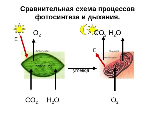 Сравнительная схема процессов фотосинтеза и дыхания. O2 CO2 H2O фотосинтез Е дыхание углевод CO2 H2O O2 Е хлоропласт