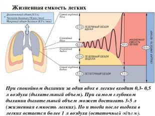 При спокойном дыхании за один вдох в легкие входит 0,3- 0,5 л воздуха (дыхательн