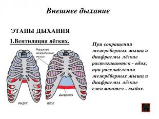 Внешнее дыхание 1.Вентиляция лёгких. ЭТАПЫ ДЫХАНИЯ При сокращении межрёберных мы