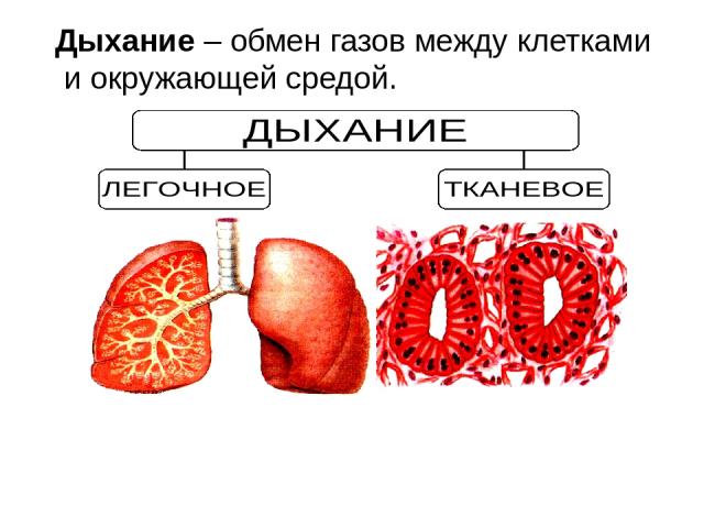 Дыхание – обмен газов между клетками и окружающей средой.