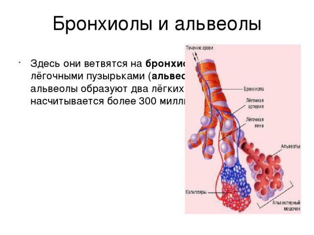 Бронхиолы и альвеолы Здесь они ветвятся на бронхиолы и заканчиваются лёгочными пузырьками (альвеолами). Бронхиолы и альвеолы образуют два лёгких. В лёгких насчитывается более 300 миллионов альвеол.