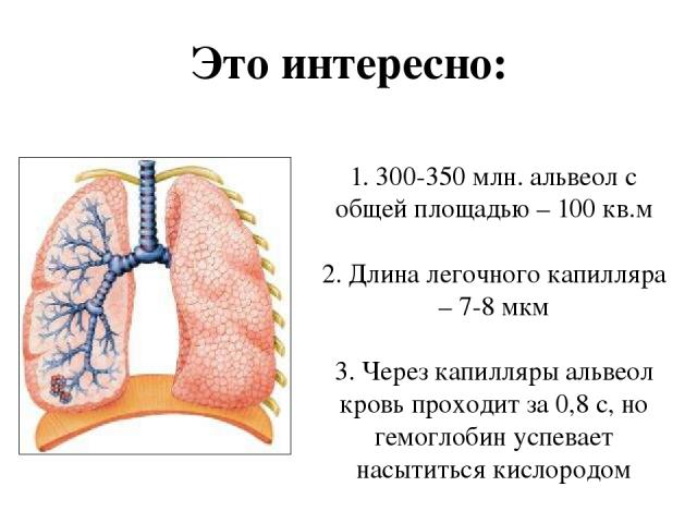 1. 300-350 млн. альвеол с общей площадью – 100 кв.м 2. Длина легочного капилляра – 7-8 мкм 3. Через капилляры альвеол кровь проходит за 0,8 с, но гемоглобин успевает насытиться кислородом Это интересно: