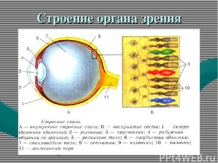 Строение органа зрения