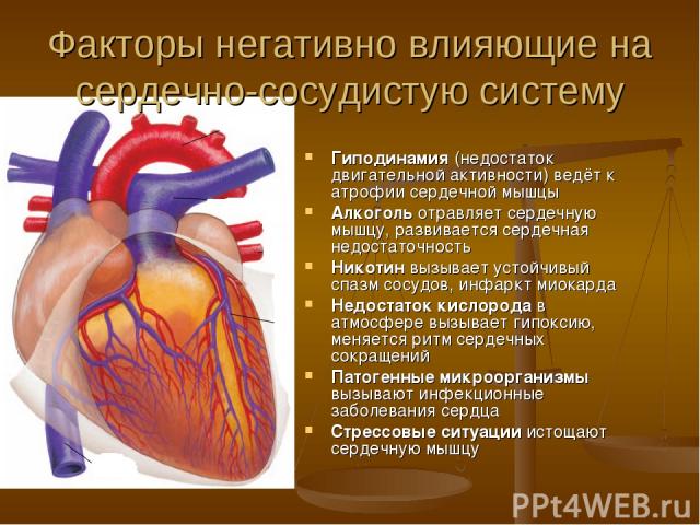 Факторы негативно влияющие на сердечно-сосудистую систему Гиподинамия (недостаток двигательной активности) ведёт к атрофии сердечной мышцы Алкоголь отравляет сердечную мышцу, развивается сердечная недостаточность Никотин вызывает устойчивый спазм со…
