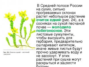 В Средней полосе России на сухих, сильно прогреваемых склонах растет небольшое р