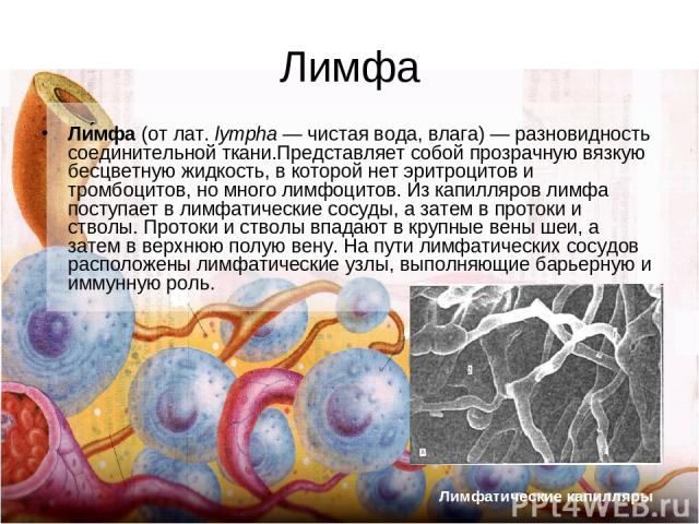 Лимфа Ли мфа (от лат. lympha — чистая вода, влага) — разновидность соединительной ткани.Представляет собой прозрачную вязкую бесцветную жидкость, в которой нет эритроцитов и тромбоцитов, но много лимфоцитов. Из капилляров лимфа поступает в лимфатиче…
