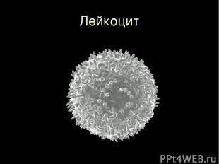 Лейкоцит