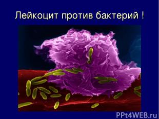 Лейкоцит против бактерий !