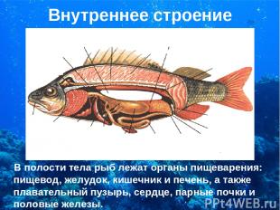 Внутреннее строение В полости тела рыб лежат органы пищеварения: пищевод, желудо