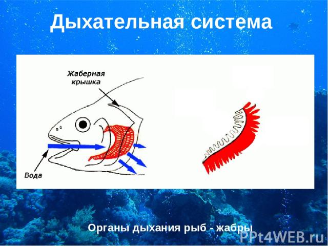 Дыхательная система Органы дыхания рыб - жабры