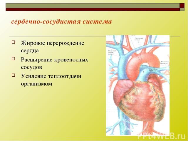 сердечно-сосудистая система Жировое перерождение сердца Расширение кровеносных сосудов Усиление теплоотдачи организмом